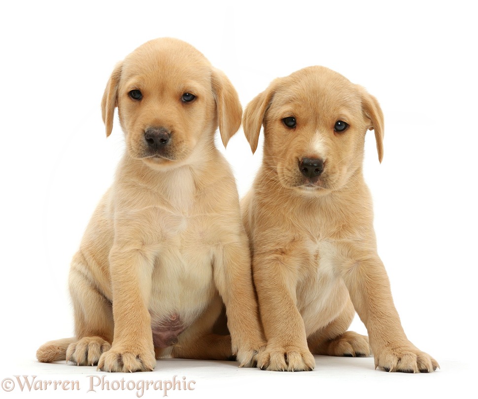 Cute Yellow Labrador Retriever puppies, 8 weeks old, sitting together, white background