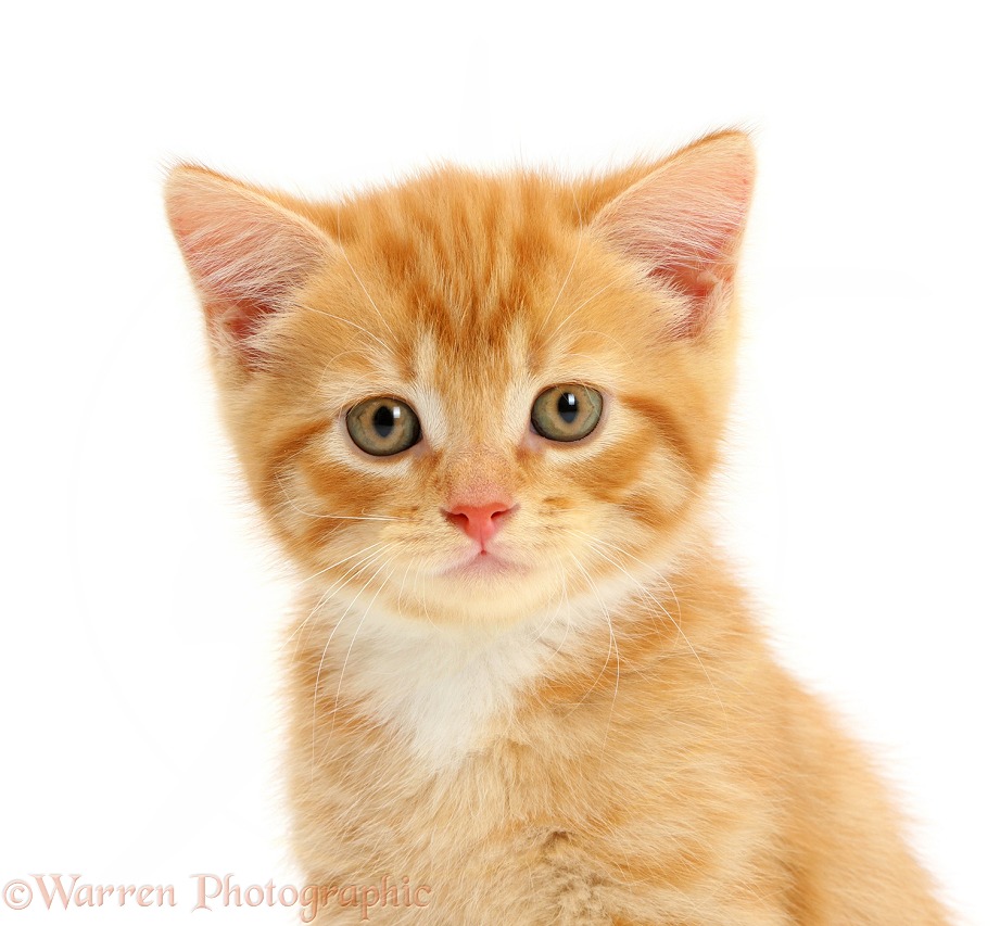 Ginger kitten portrait, white background