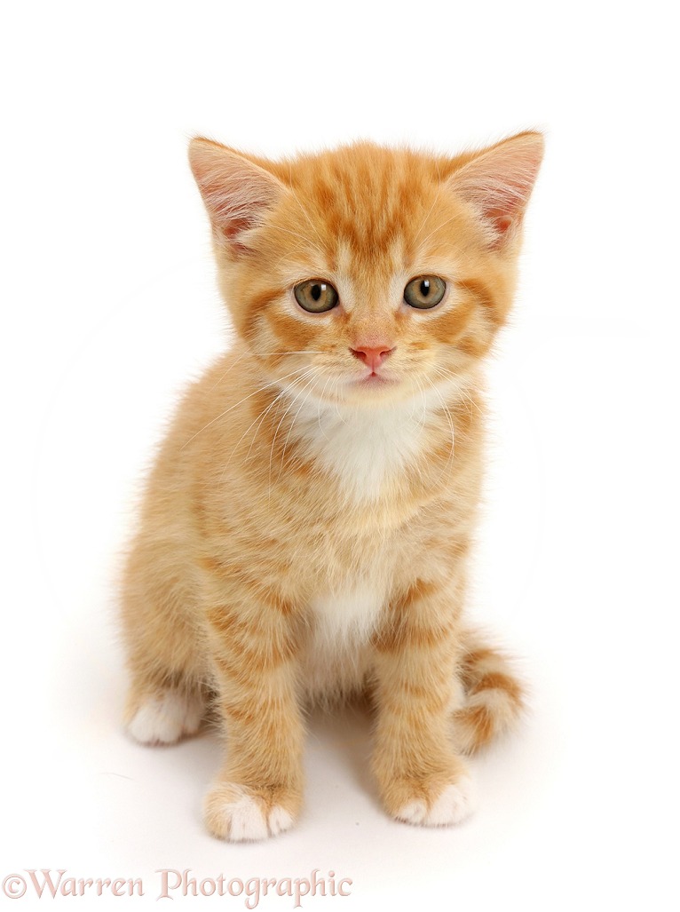 Ginger kitten sitting and looking up, white background