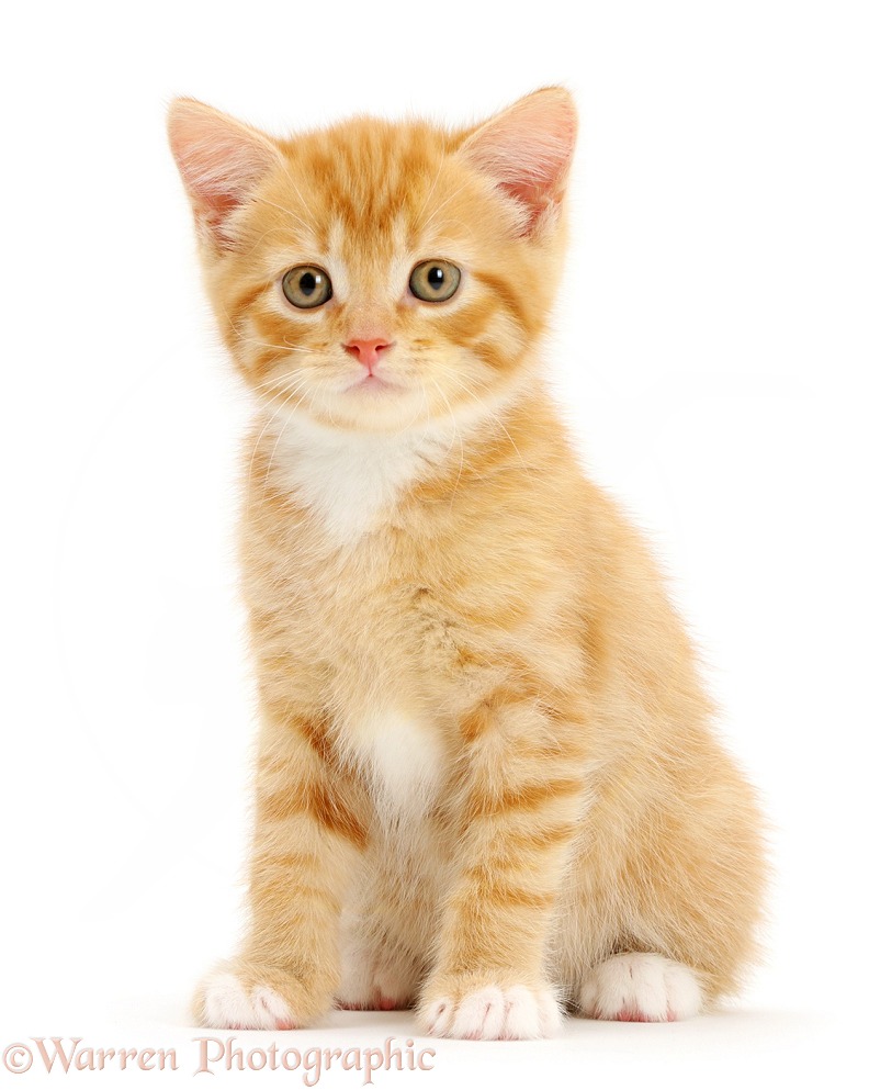 Ginger kitten sitting, white background