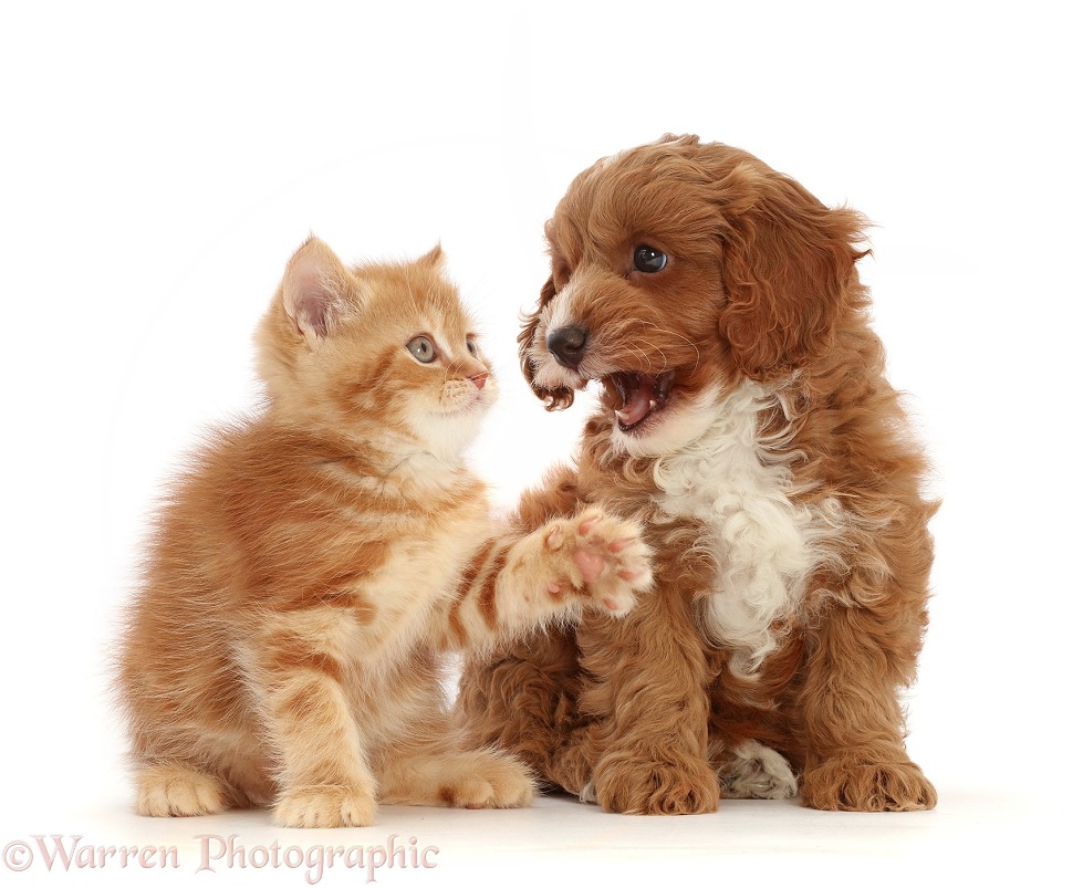 Ginger kitten and Cavapoo puppy, white background
