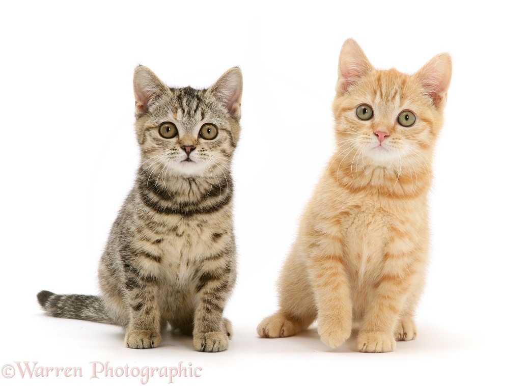 Cream and brown spotted kittens, white background