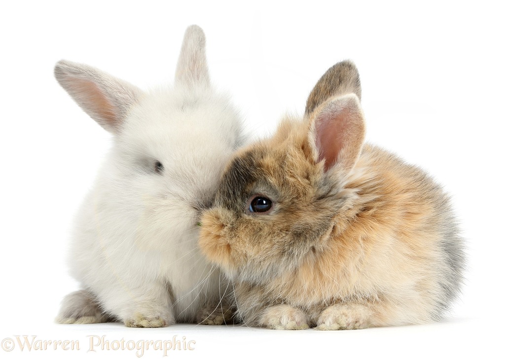 Two cute baby bunnies kissing, white background