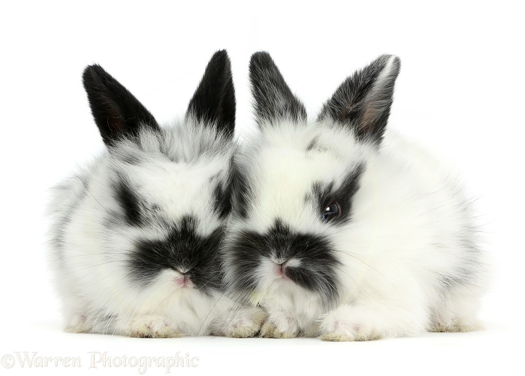 Two cute black-and-white baby bunnies, white background