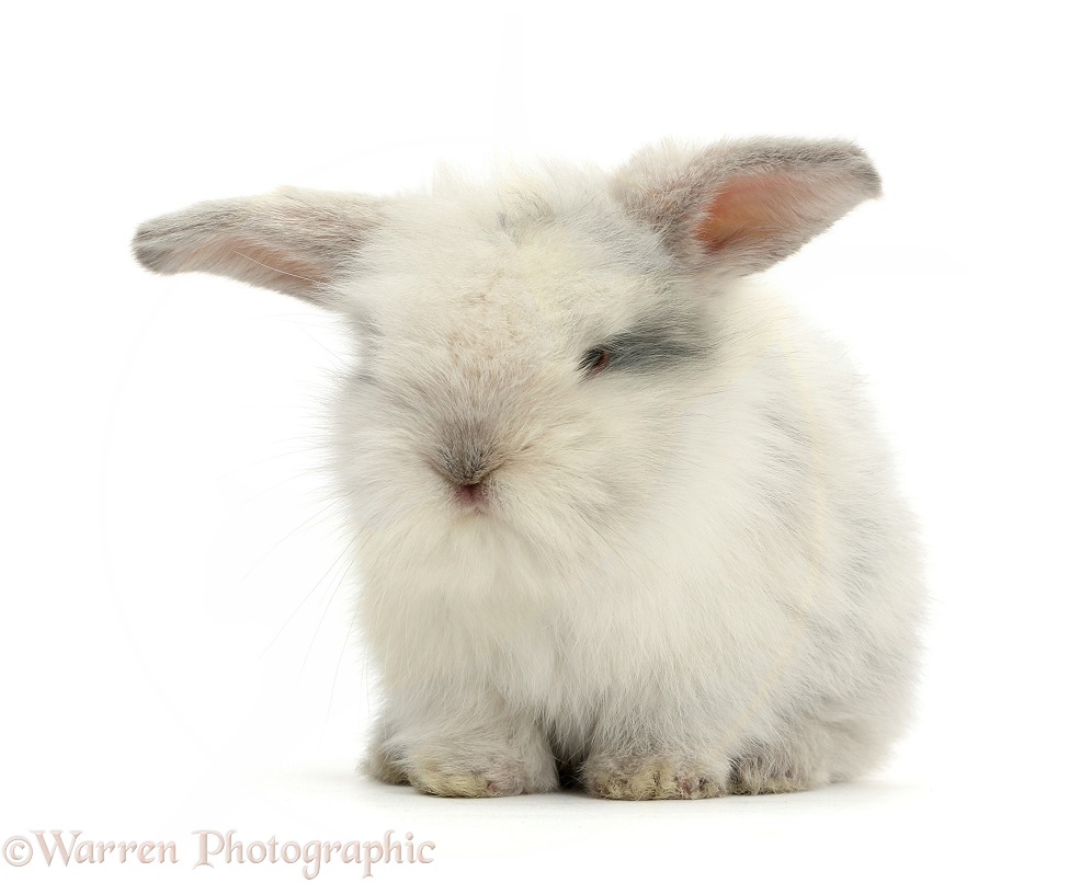 Cute baby bunny, white background