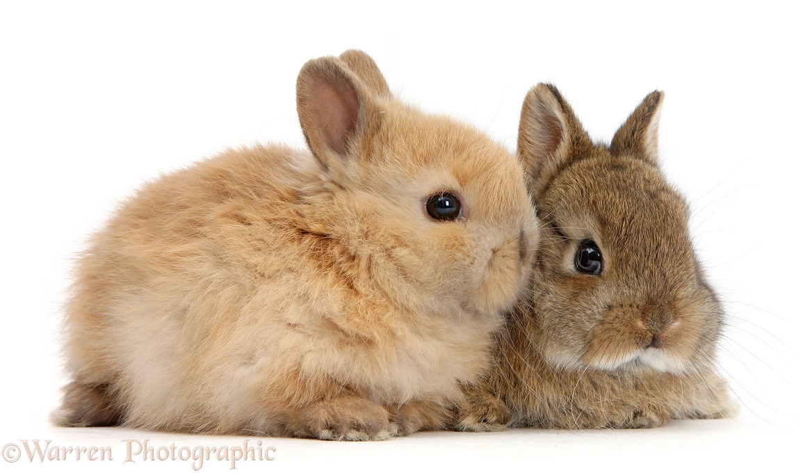 Two cute baby Netherland Dwarf rabbits, white background