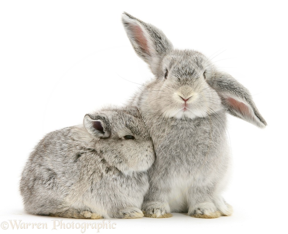 Two baby Chinchilla rabbits, white background