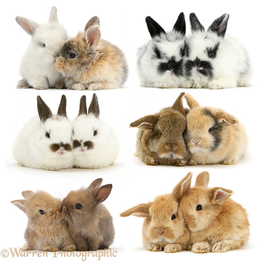 Easter Love Bunnies, white background