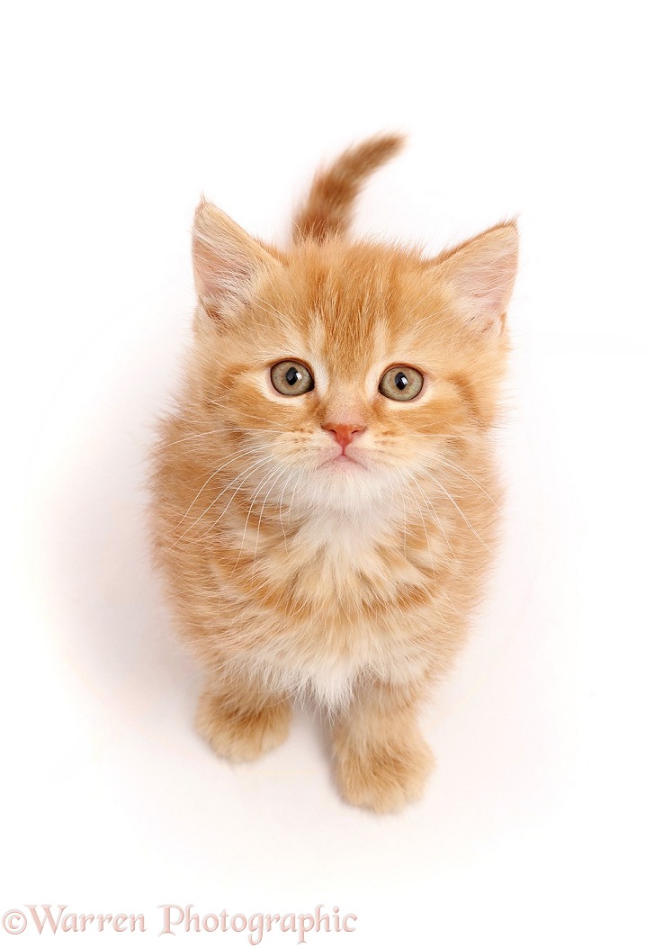 Ginger kitten sitting and looking up, white background