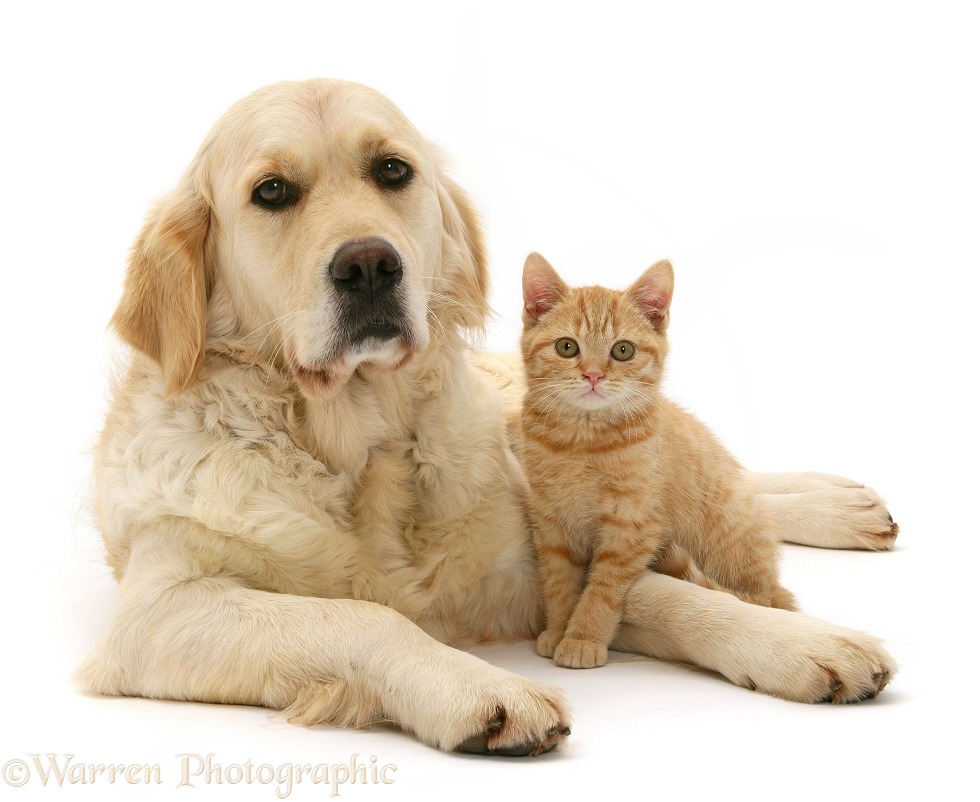 Golden Retriever, Lola, and cream kitten, white background