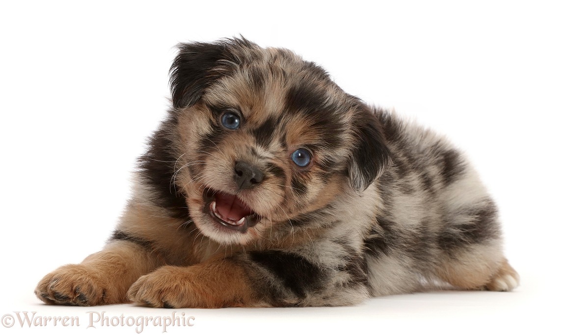 Playful Mini American Shepherd puppy, 5 weeks old, snapping, white background