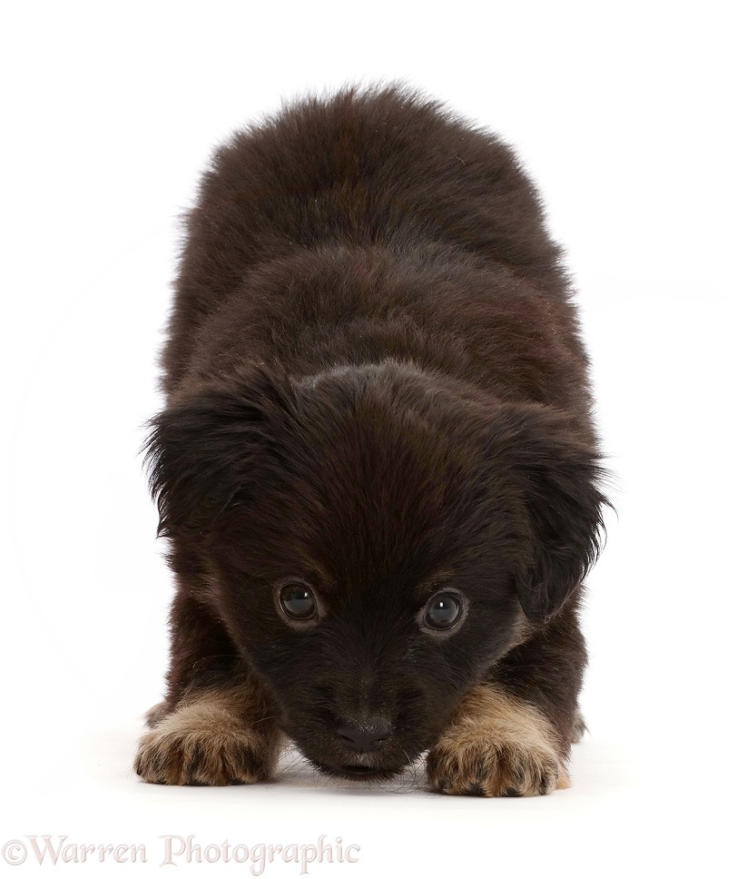 Mini American Shepherd puppy, 5 weeks old, in play-bow, white background