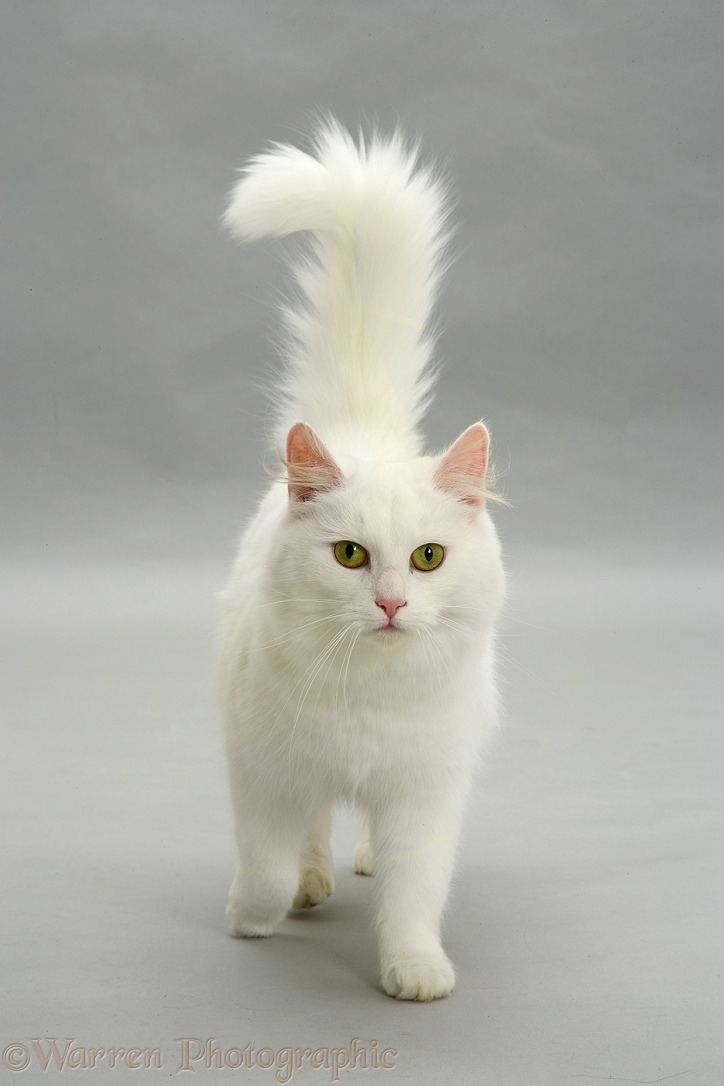 White cat walking on grey background