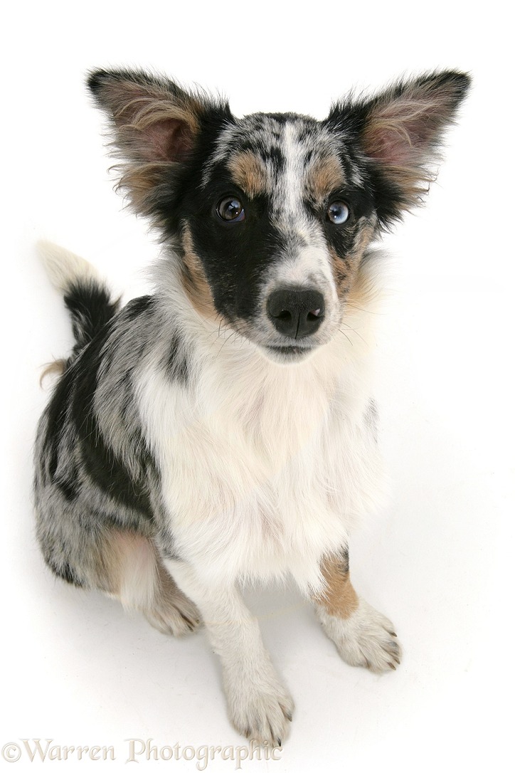 Merle Collie-cross pup sitting and looking up, white background