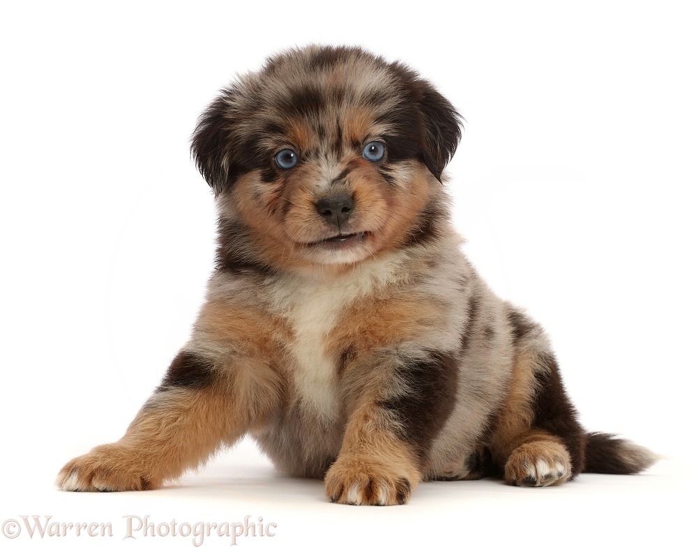 Mini American Shepherd puppy, 5 weeks old, white background