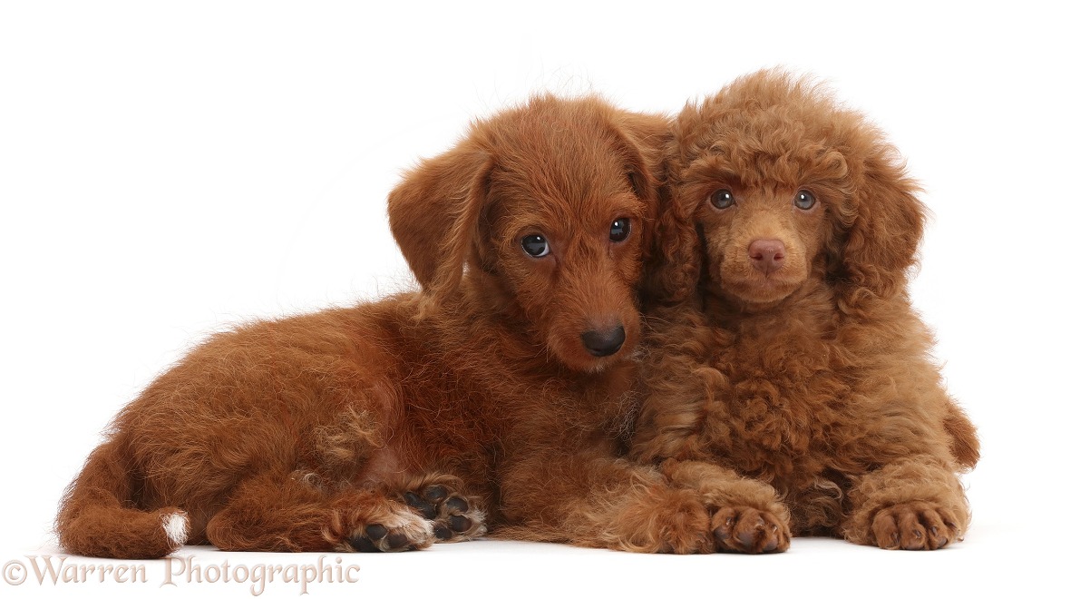 Red Poodle and Red Goldendoodle puppies, white background