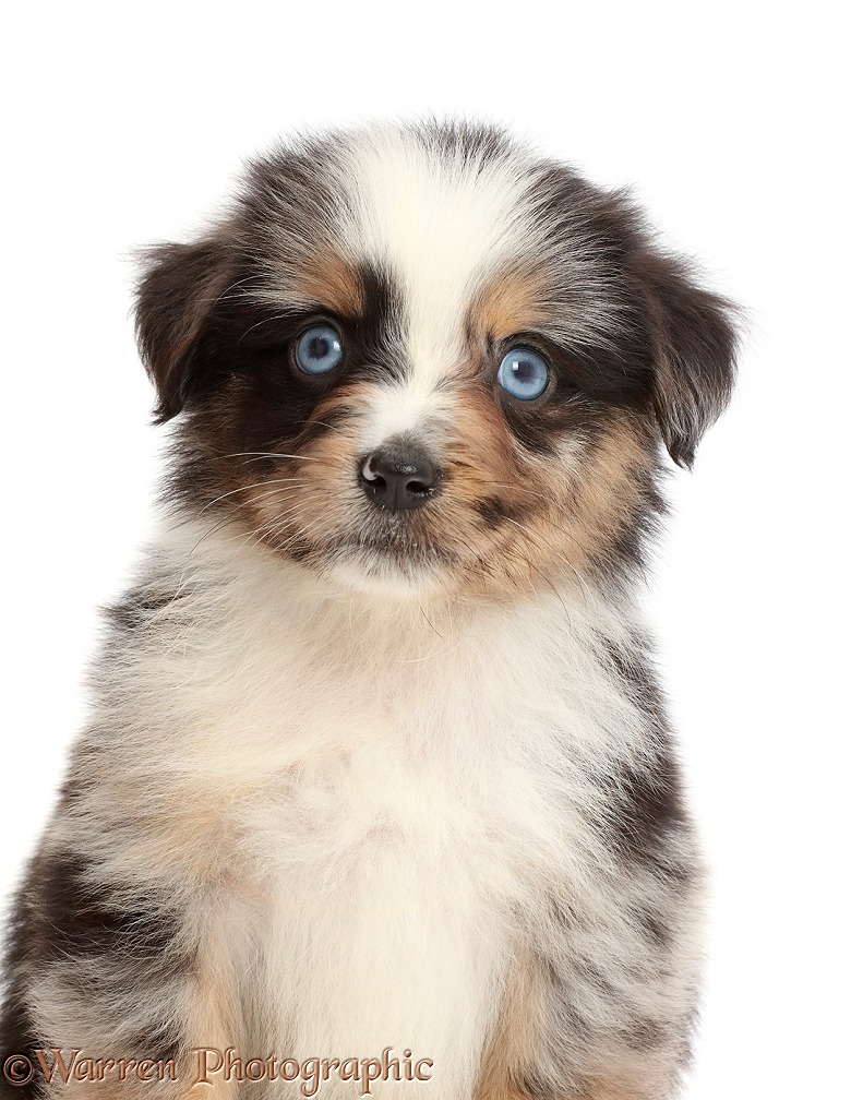 Blue-eyed tricolour merle Miniature American Shepherd puppy, 5 weeks old, white background
