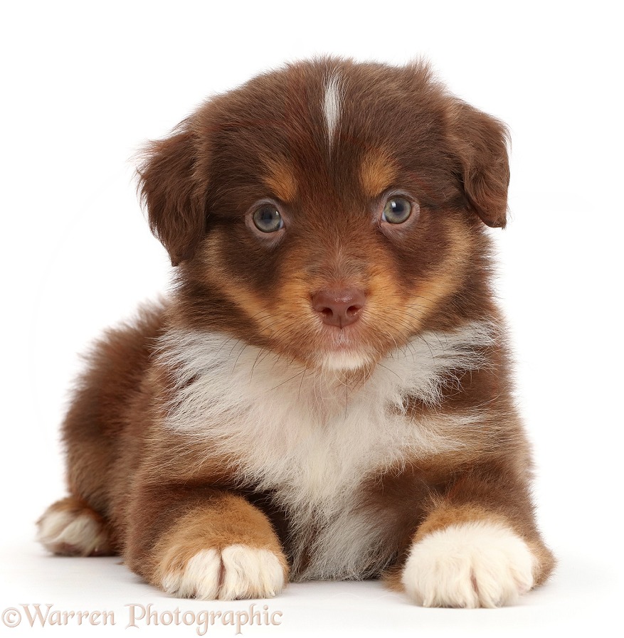 Chocolate tricolour Miniature American Shepherd puppy, 5 weeks old, white background