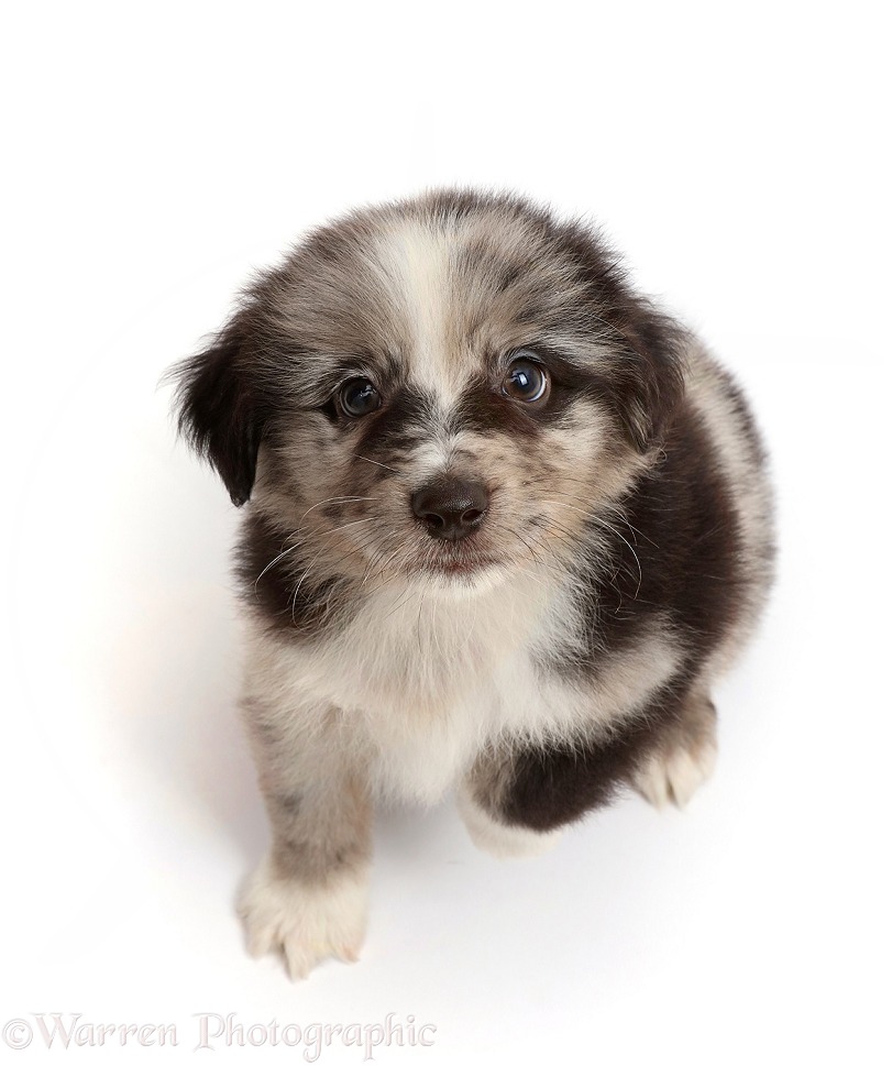 Merle Miniature American Shepherd puppy, 5 weeks old, sitting and looking up, white background