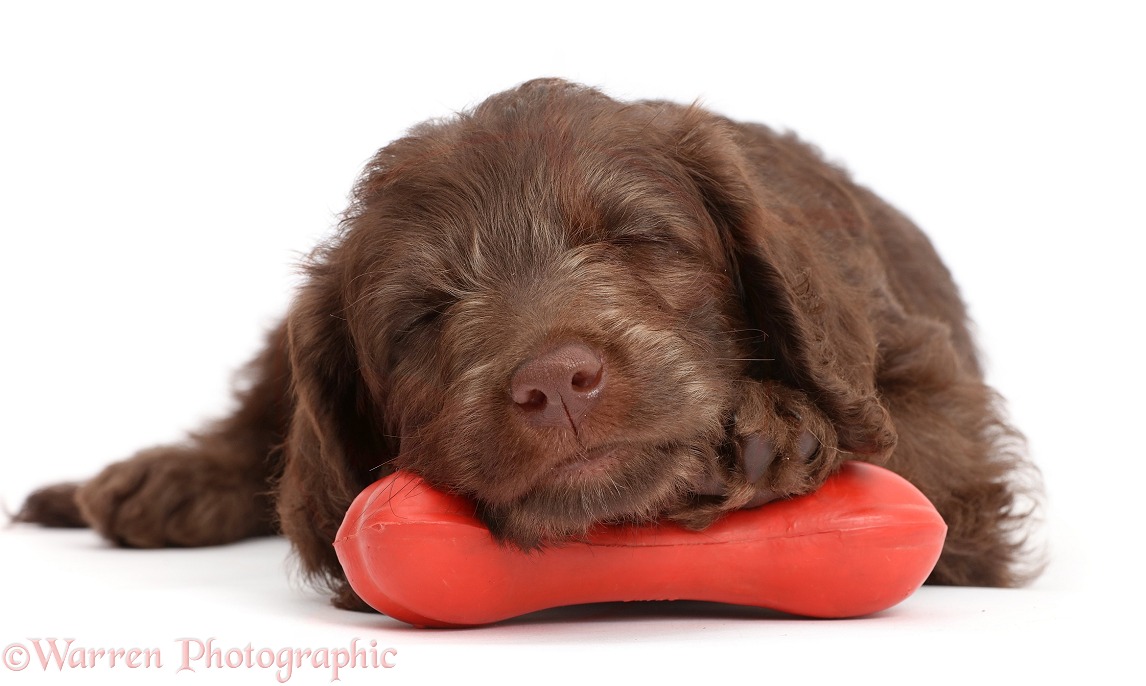 Chocolate Labradoodle puppy sleeping on a rubber bone, white background