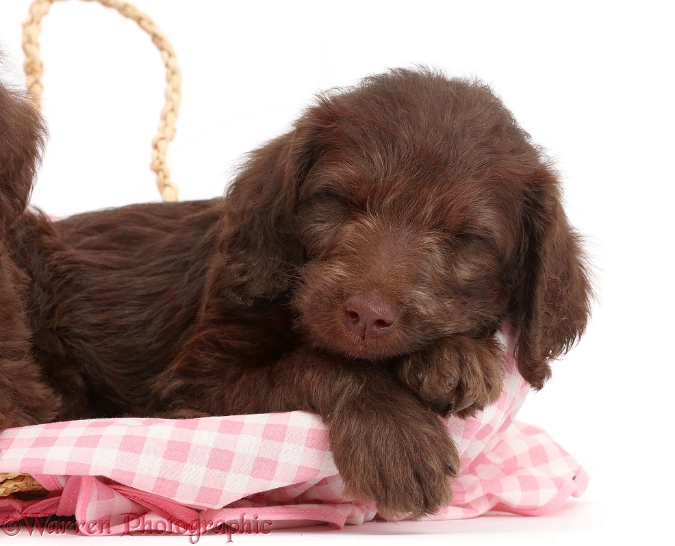 Chocolate Labradoodle puppy sleeping, white background