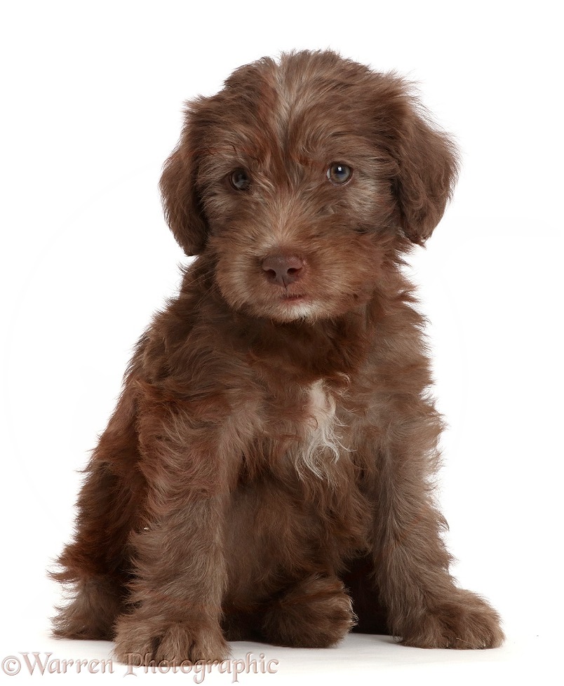Chocolate Labradoodle puppy, white background