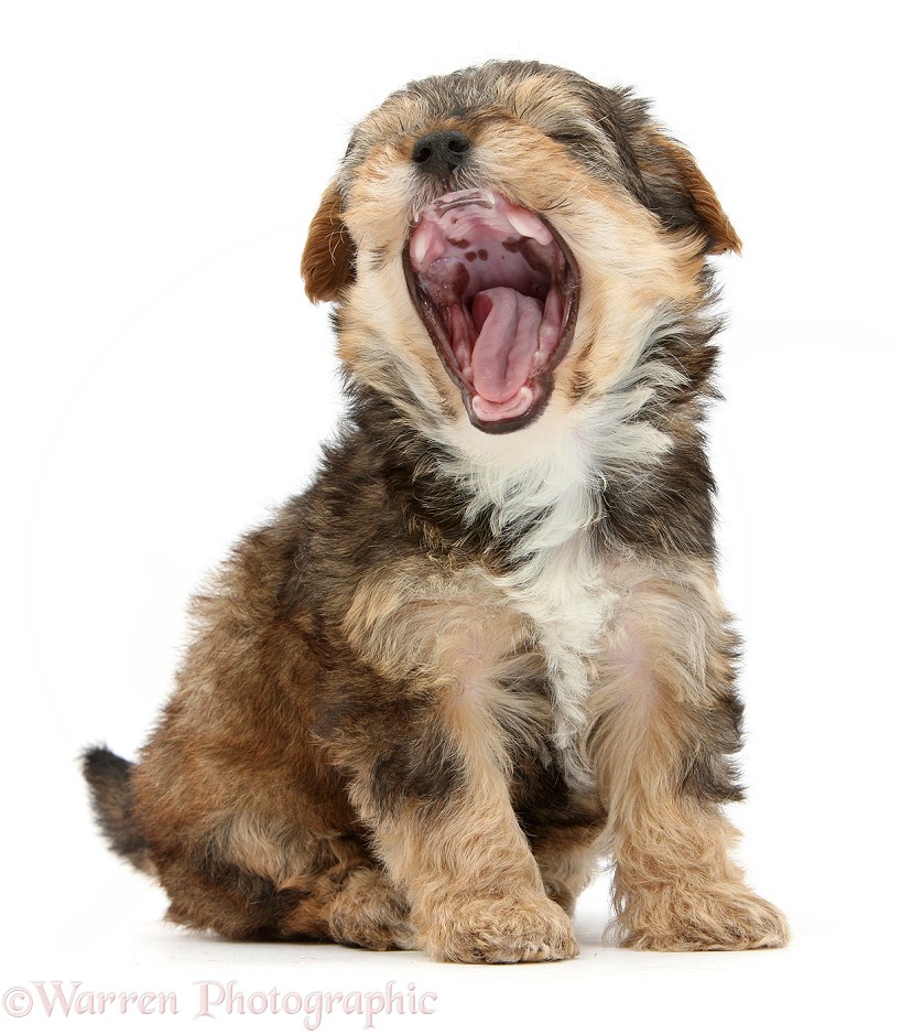 Yorkipoo pup, 6 weeks old, yawning, white background