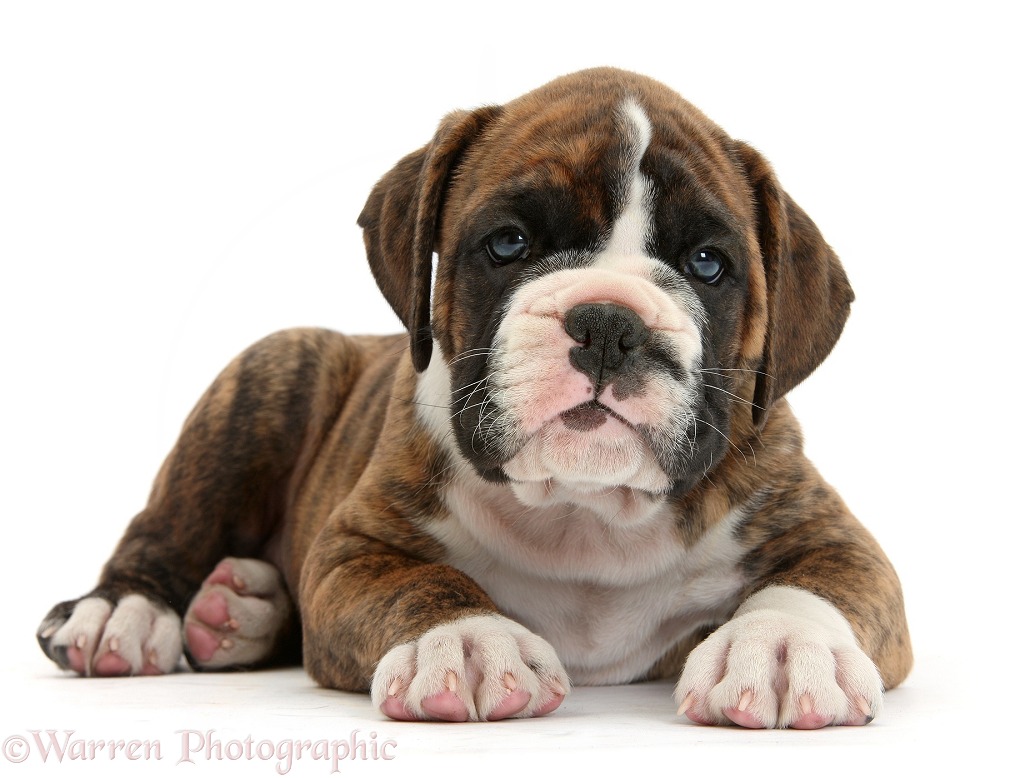 Boxer puppy lying with head up, white background