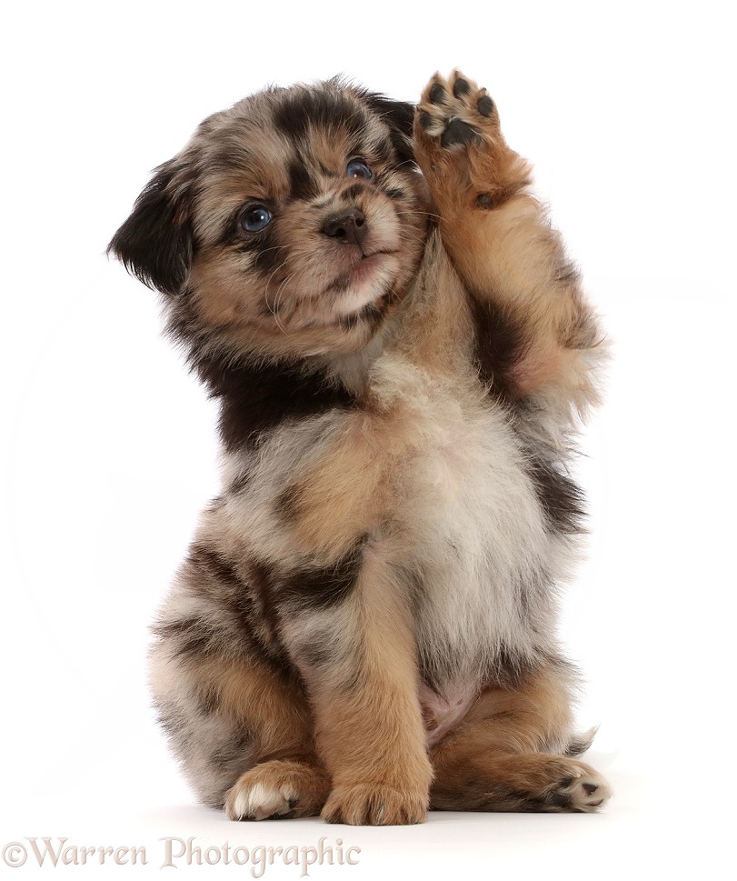 Mini American Shepherd puppy, 5 weeks old, with raised paw, white background