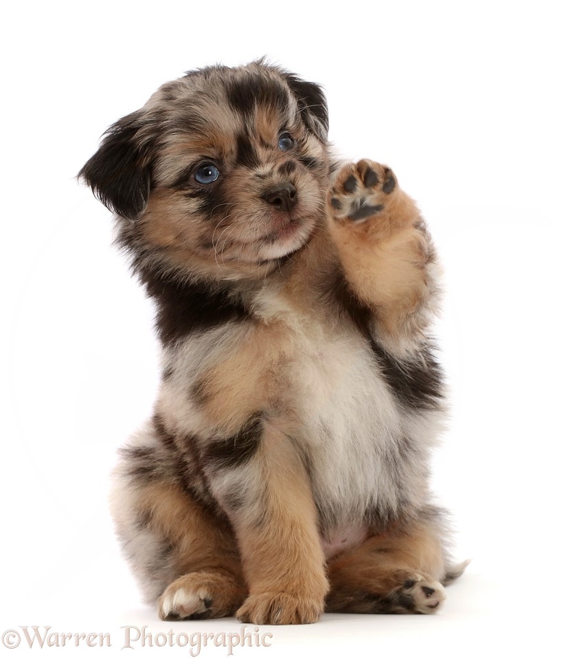 Mini American Shepherd puppy, 5 weeks old, with raised paw, white background