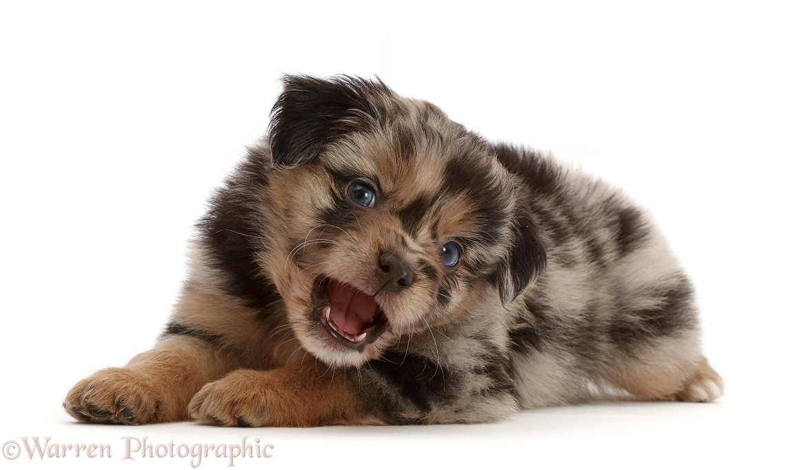 Playful Mini American Shepherd puppy, 5 weeks old, snapping, white background