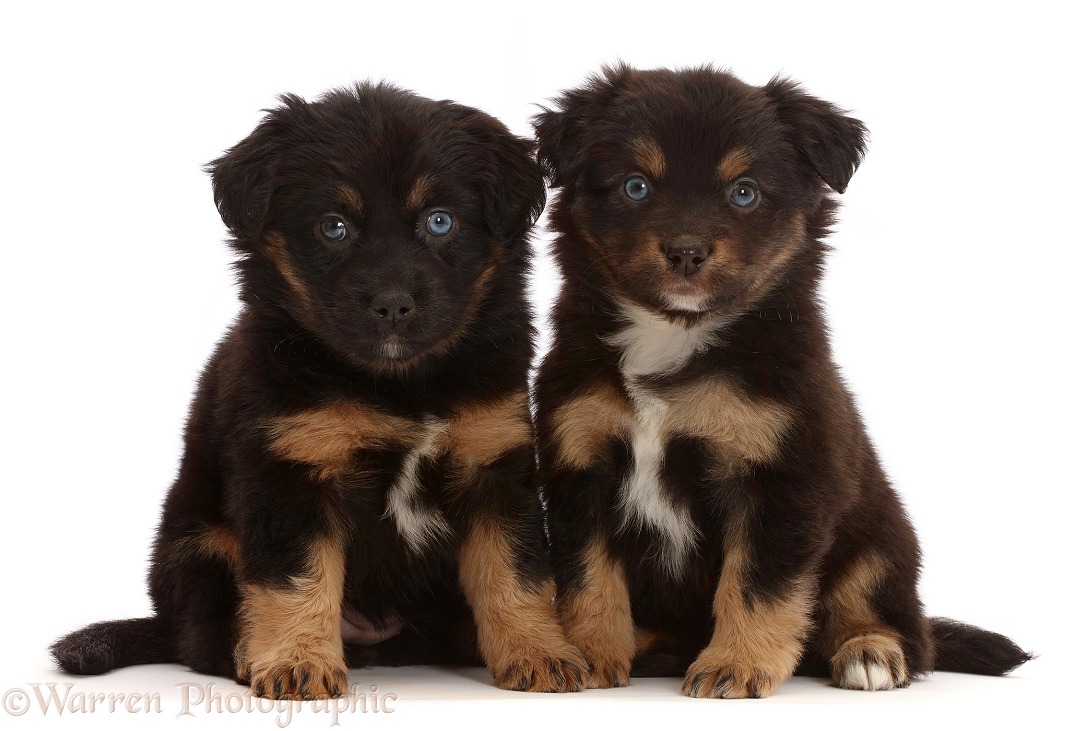 Two Mini American Shepherd puppies, 5 weeks old, white background