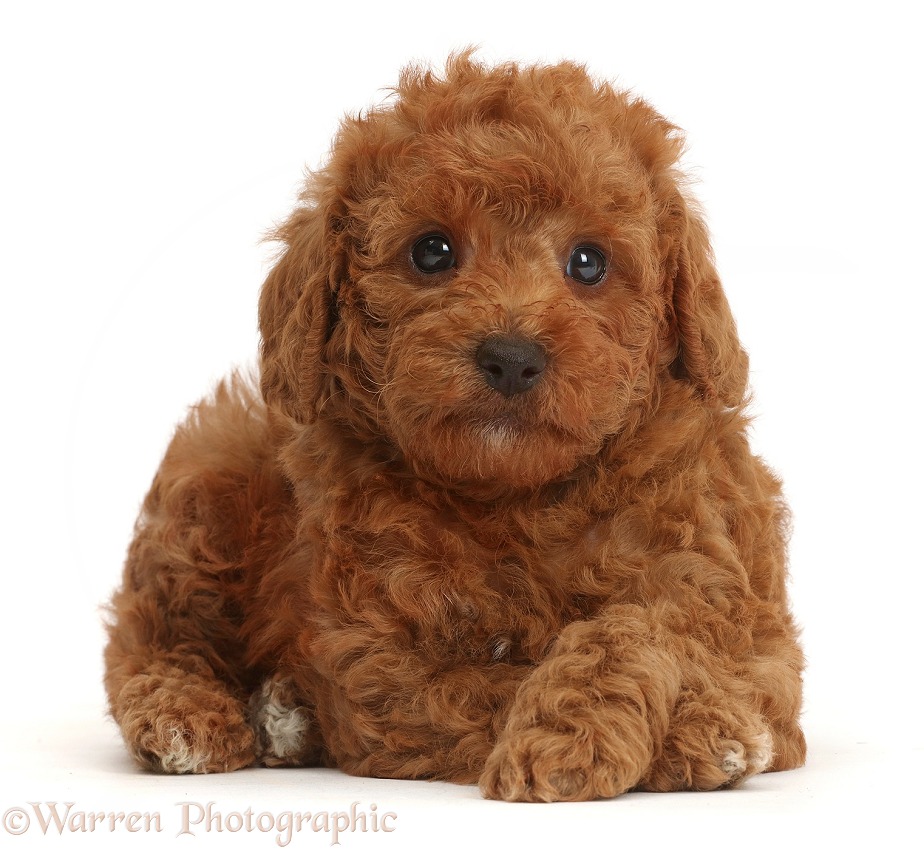 F1b toy goldendoodle puppy, white background