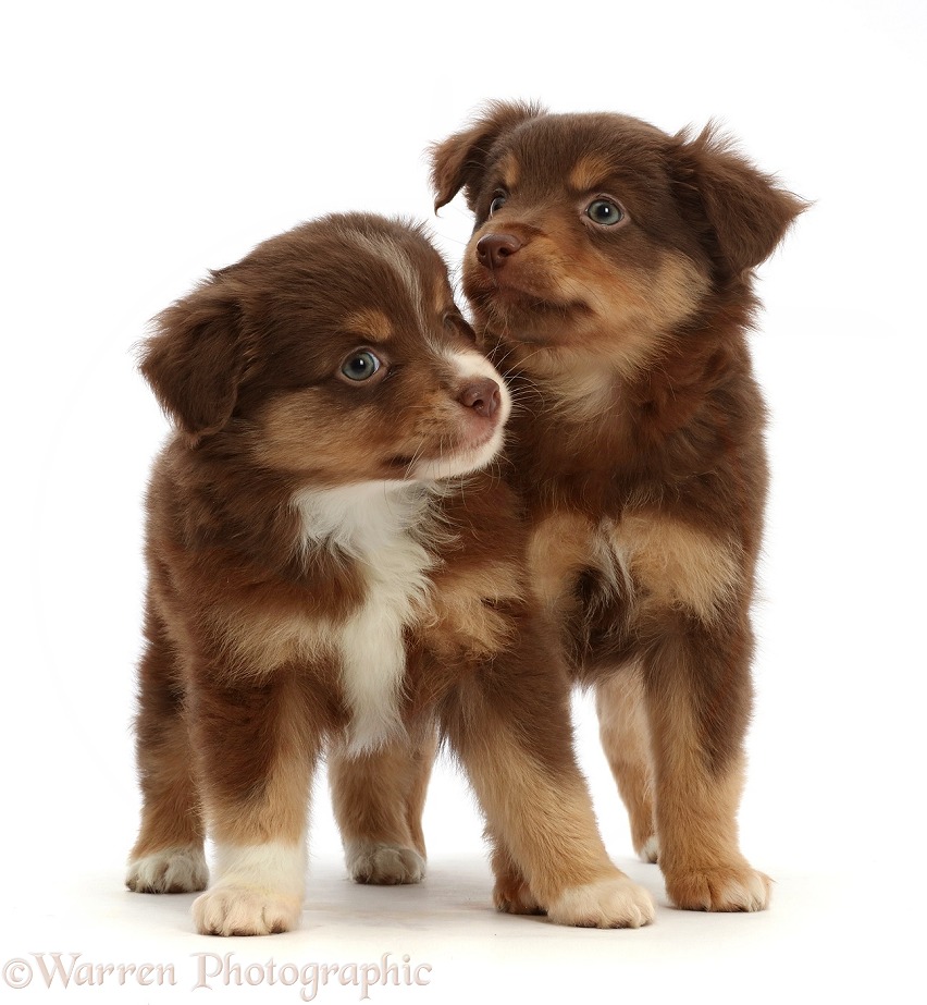 Mini American Shepherd puppies, 7 weeks old, white background