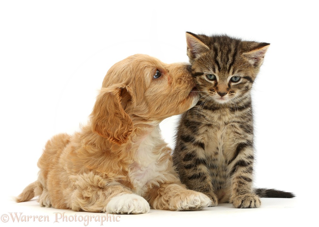 Cockapoo puppy kissing tabby kitten, white background
