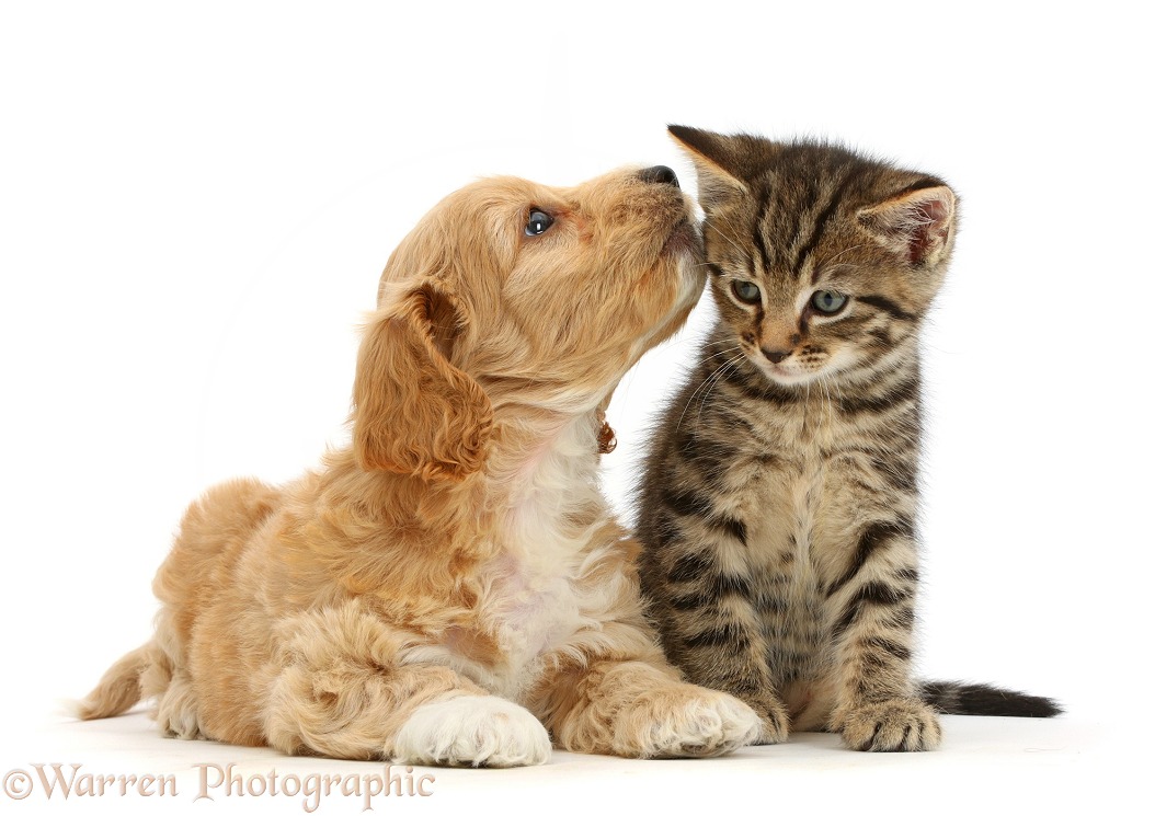 Cockapoo puppy whispering to tabby kitten, white background