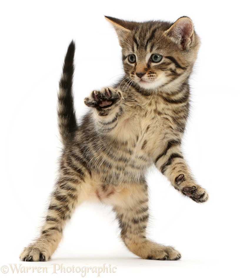 Tabby kitten dancing, white background
