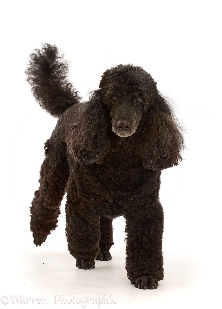Black Poodle, 9 years old, walking, white background