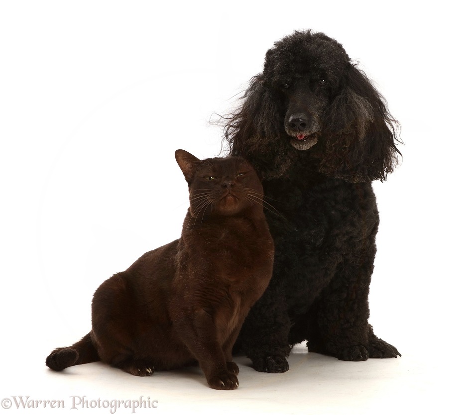 Chocolate Bombay x Burmese Male cat, and black Poodle, 9 years old, white background