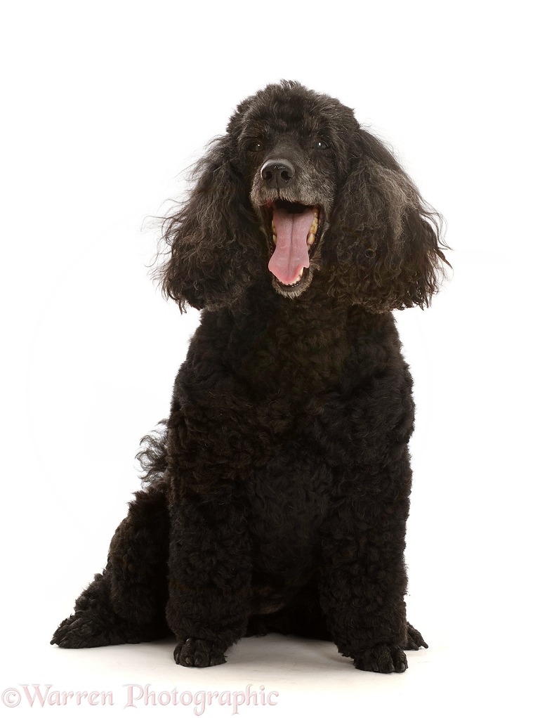 Black Poodle, 9 years old, yawning, white background
