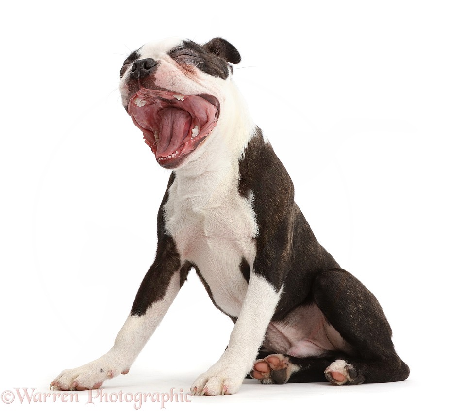 Boston Terrier, 5 months old, yawning, white background