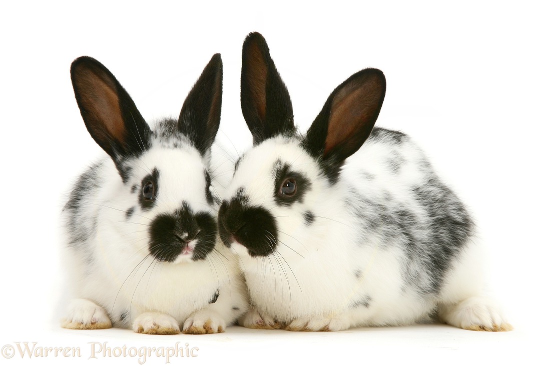 Pair of English spotted rabbits, white background
