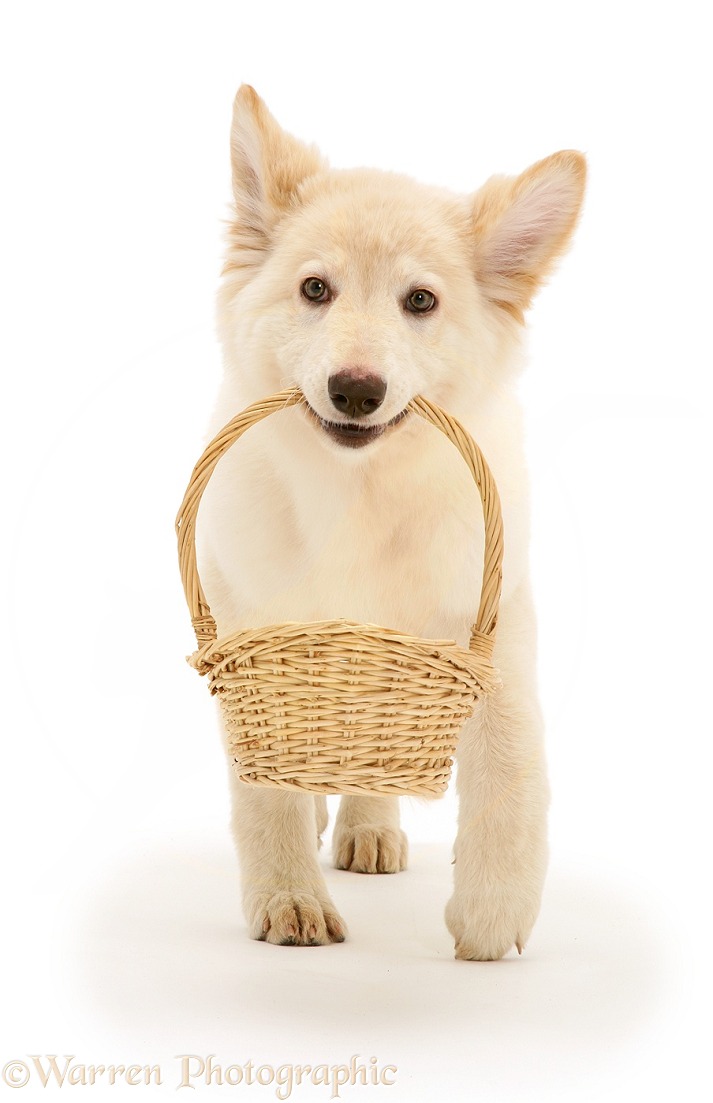 White German Shepherd Dog puppy carrying a basket, white background