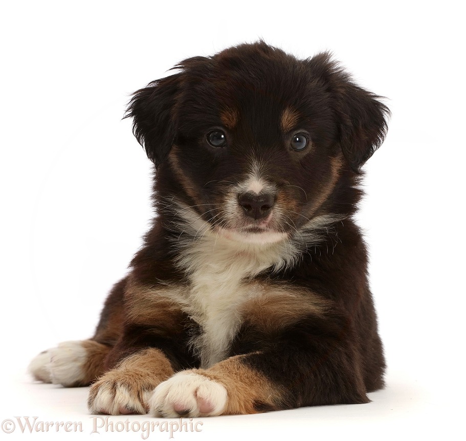 Mini American Shepherd puppy, 5 weeks old, white background