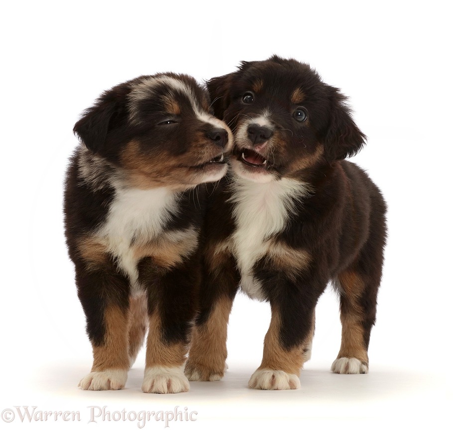 Two Mini American Shepherd puppies, 5 weeks old, white background