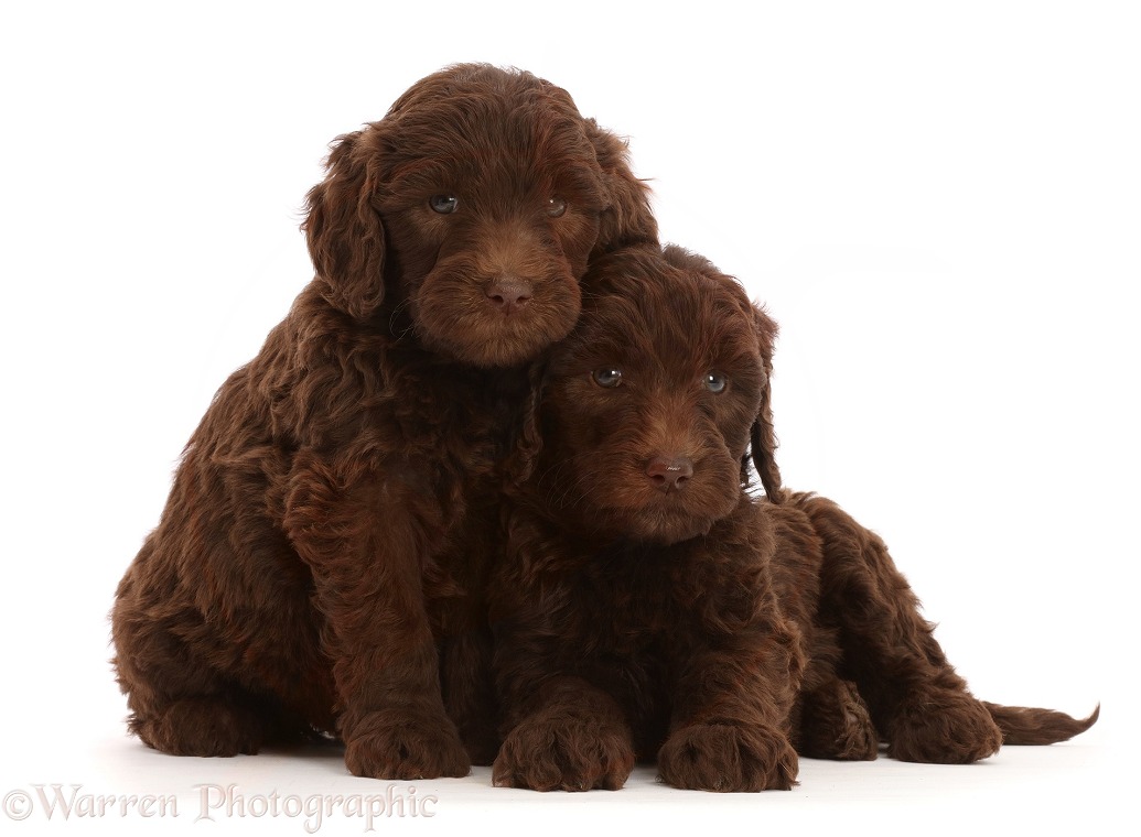 Two Chocolate Labradoodle puppies, white background