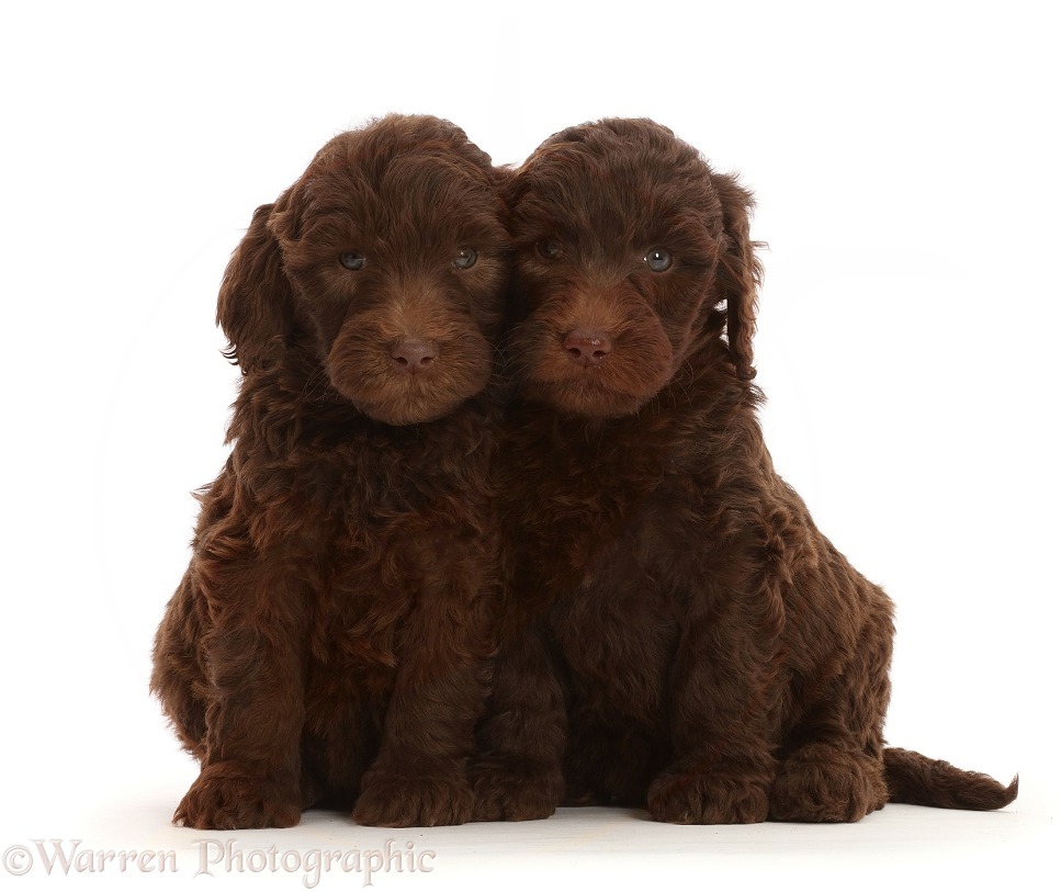 Two Chocolate Labradoodle puppies, white background