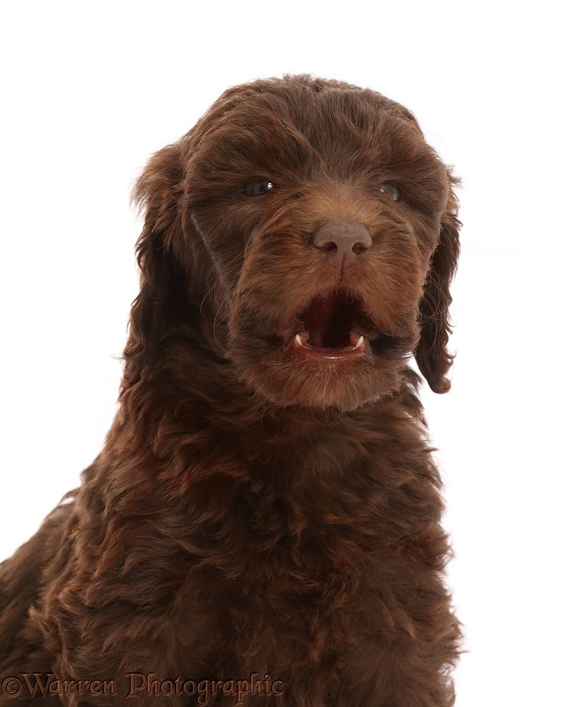 Chocolate Labradoodle puppy, howling, white background