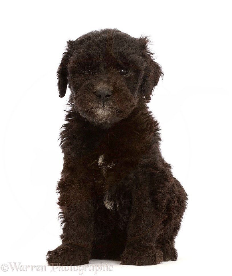 Black Labradoodle puppy, white background