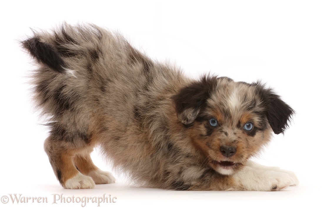 Mini American Shepherd puppy, 7 weeks old, in play bow, white background